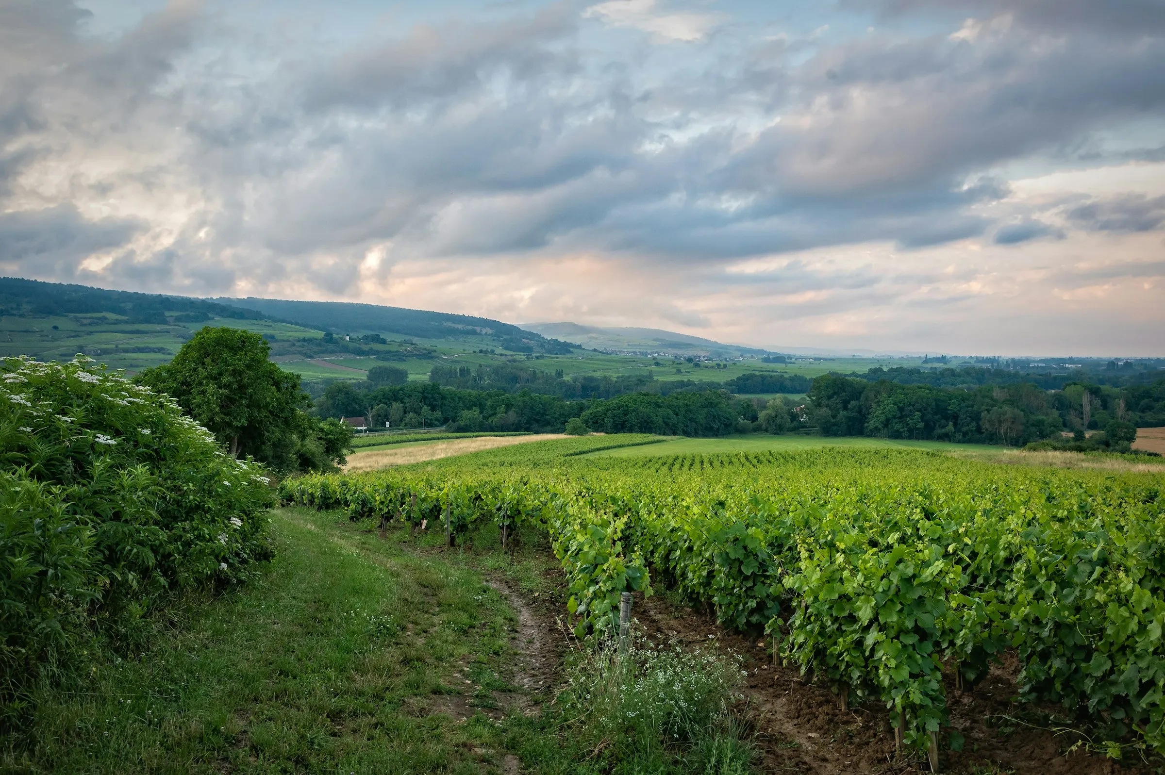 Green summer vines climbing the rolling slopes of the Cote de Beaune under a wide, dramatic sky, with a Burgundy village nestled in the valley beyond