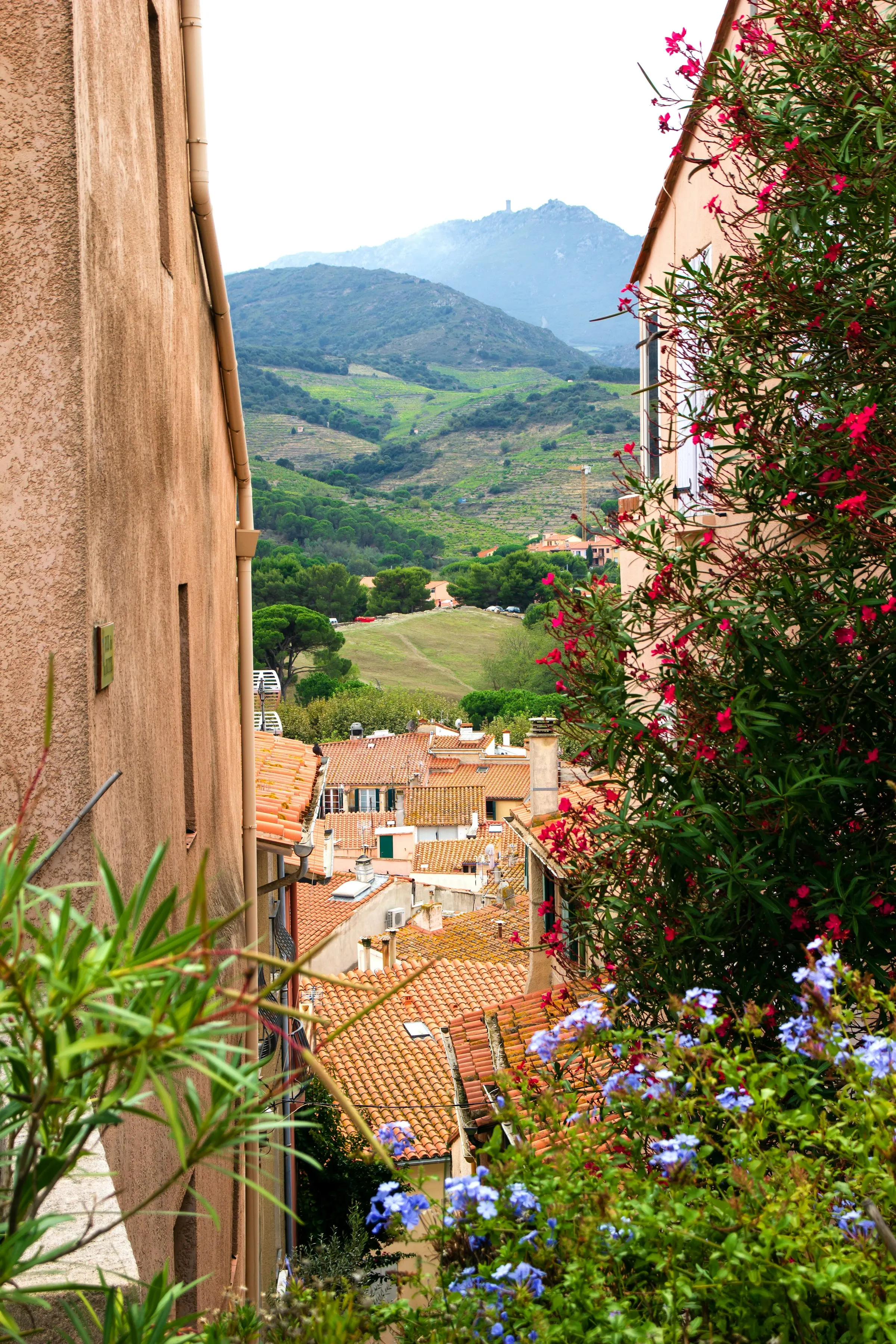 A flower-lined old-town lane in Collioure looking out over terracotta rooftops to the terraced vineyards and hilltop watchtower of the Cote Vermeille