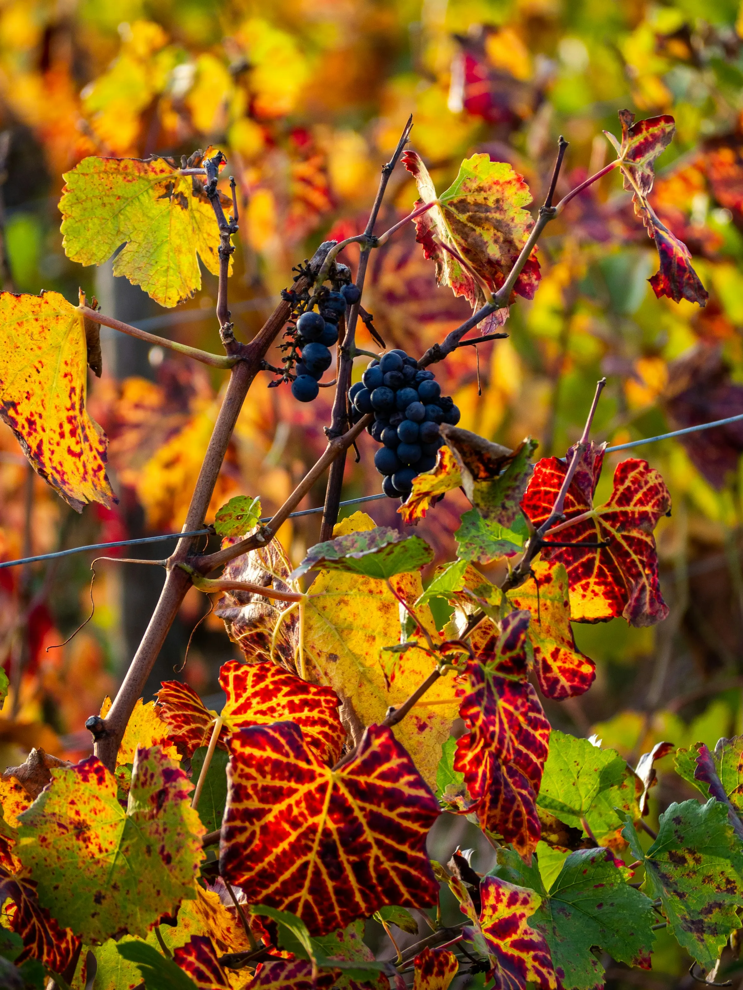 Close-up of ripe black Pinot Noir grapes on the vine amid blazing red and gold autumn foliage, backlit by low sun in the Cote de Beaune vineyards