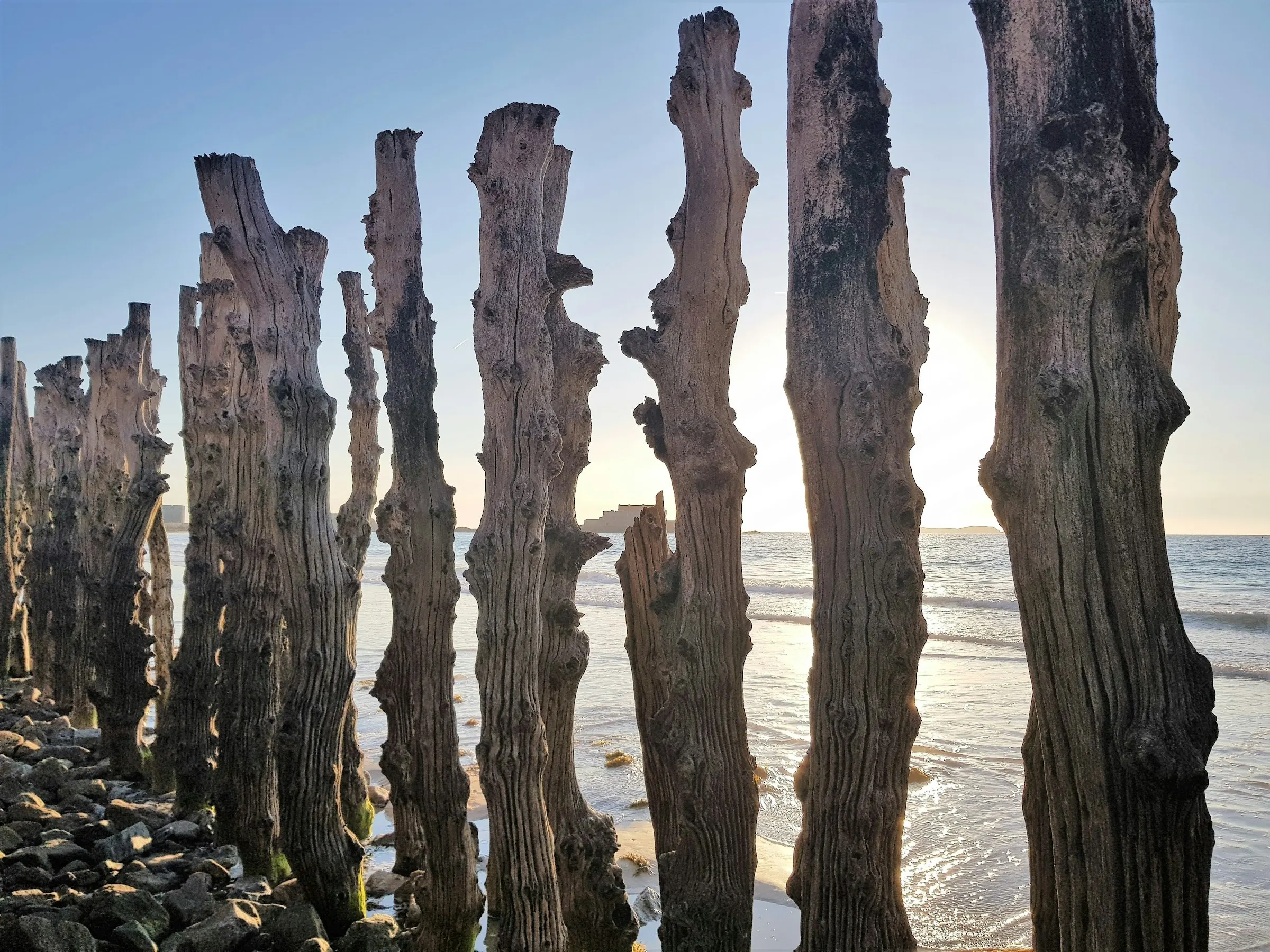 Close-up of Saint-Malo's weathered wooden breakwater posts backlit at low tide, a distant offshore fort framed in the gap between them and the sun glinting on the wet sand.