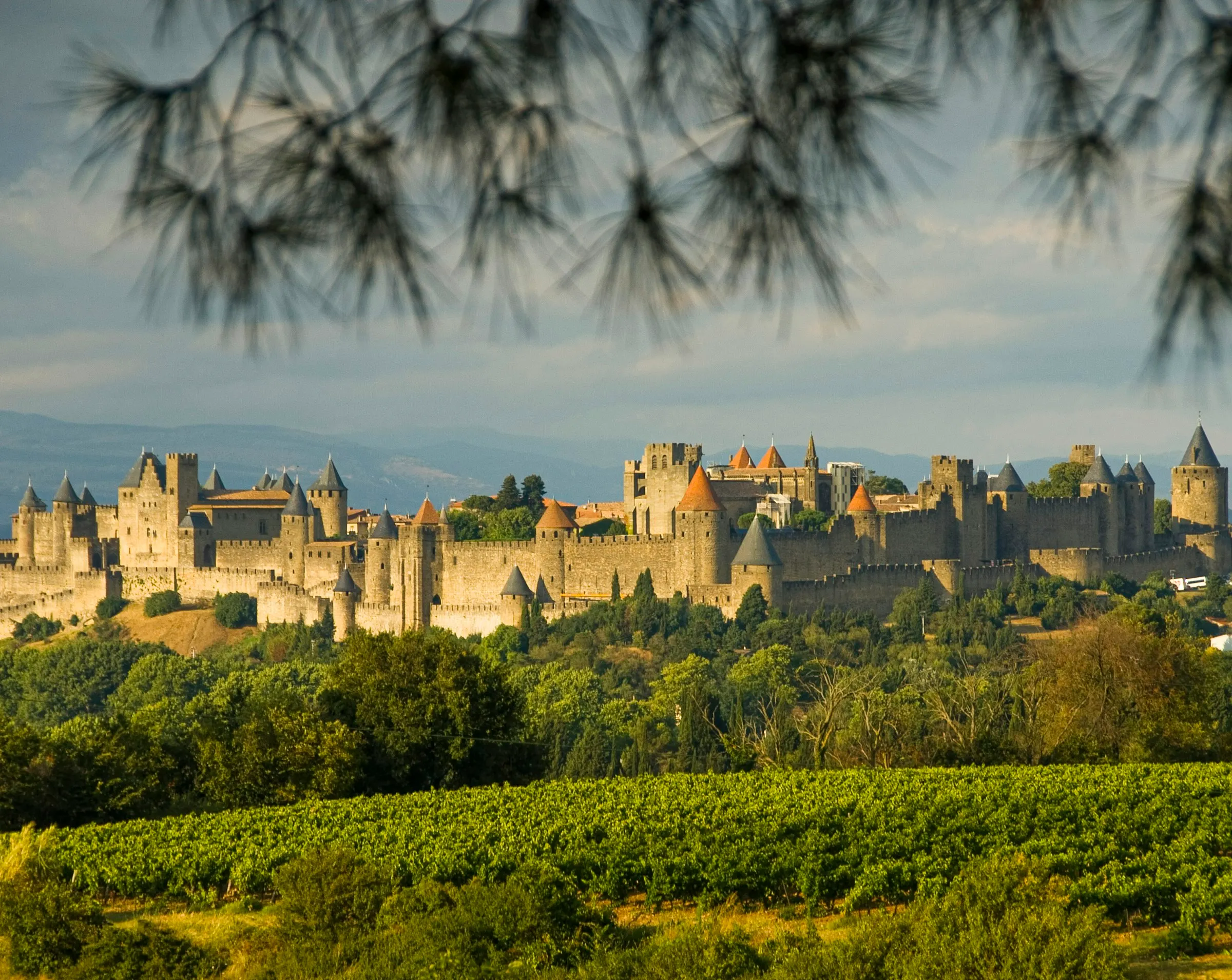 Rows of green vineyard sweeping up to Carcassonne's full fortified skyline of towers and ramparts, framed by overhanging pine branches