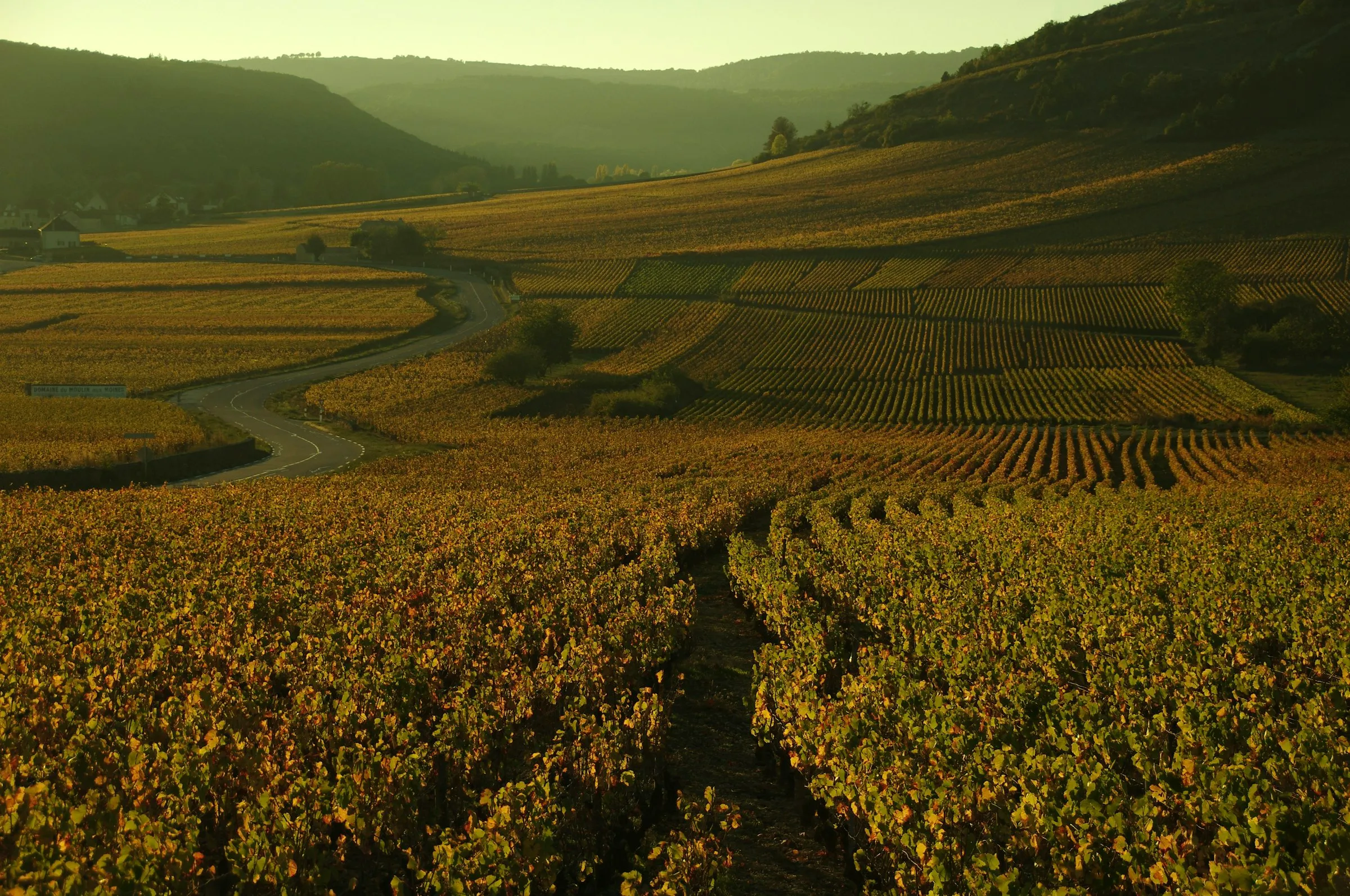 Golden-hour light washing over the Cote de Beaune vineyards, a country lane winding between rows of vines as the hills roll toward a distant village on the Route des Grands Crus outside Beaune