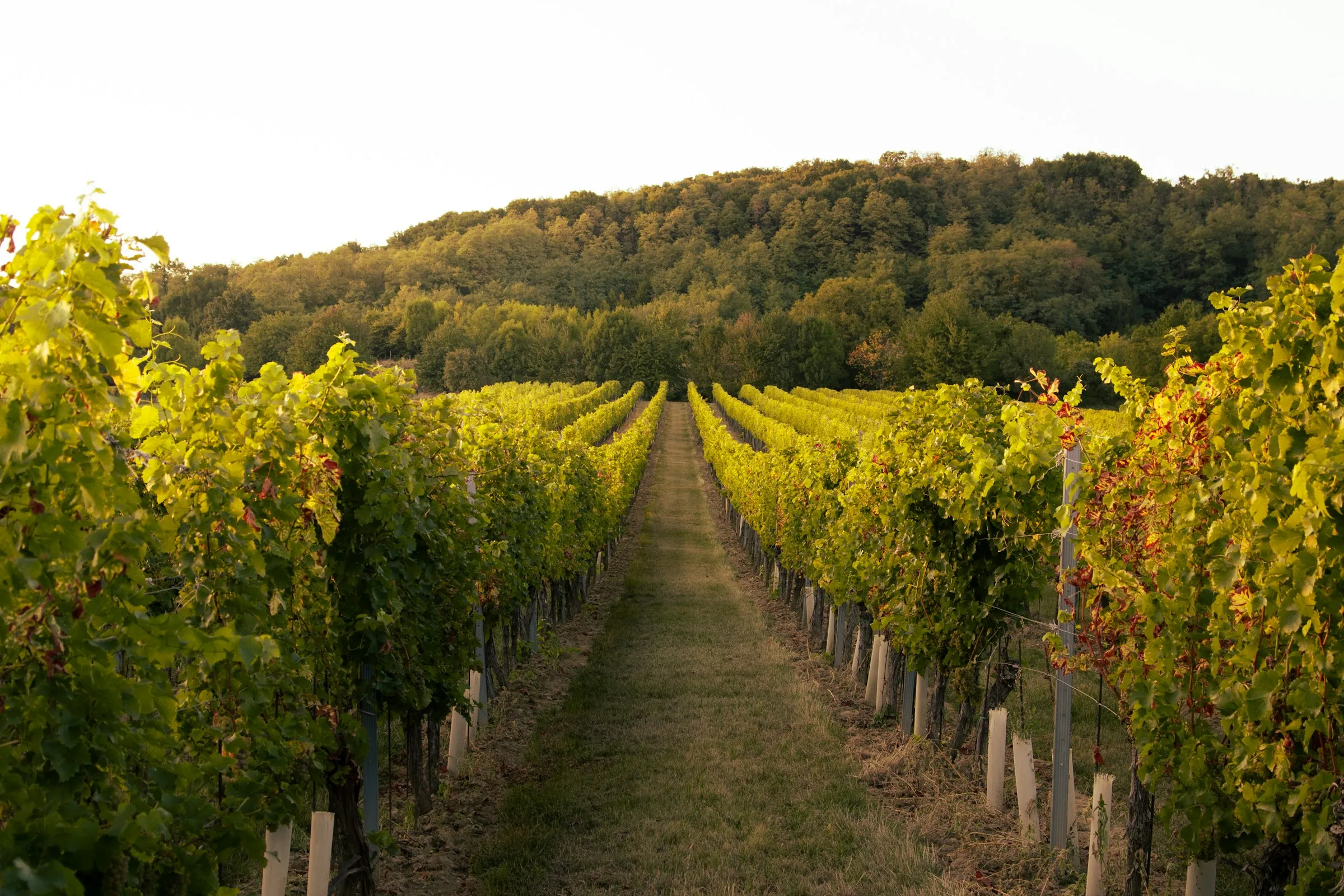 Sunlit rows of grapevines running toward a wooded hillside in the Anjou wine country outside Angers, glowing in warm golden-hour light.